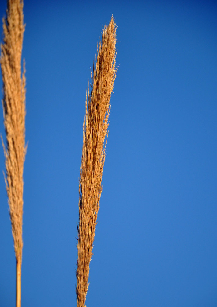 Изображение особи Arundo donax.