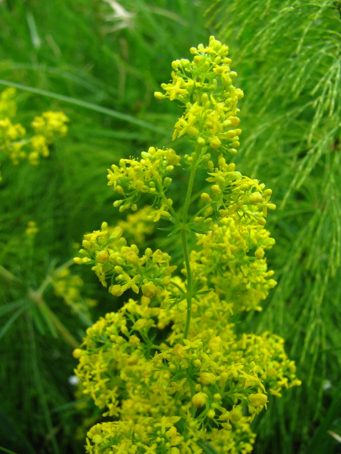 Изображение особи Galium verum.