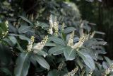 Lauro-cerasus officinalis. Верхушки цветущих ветвей. Черноморское побережье Кавказа, г. Сочи, Дендрарий, в культуре. 05.04.2013.