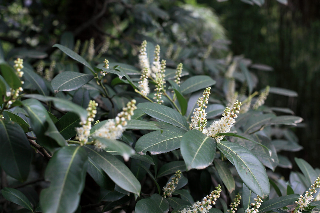 Image of Lauro-cerasus officinalis specimen.