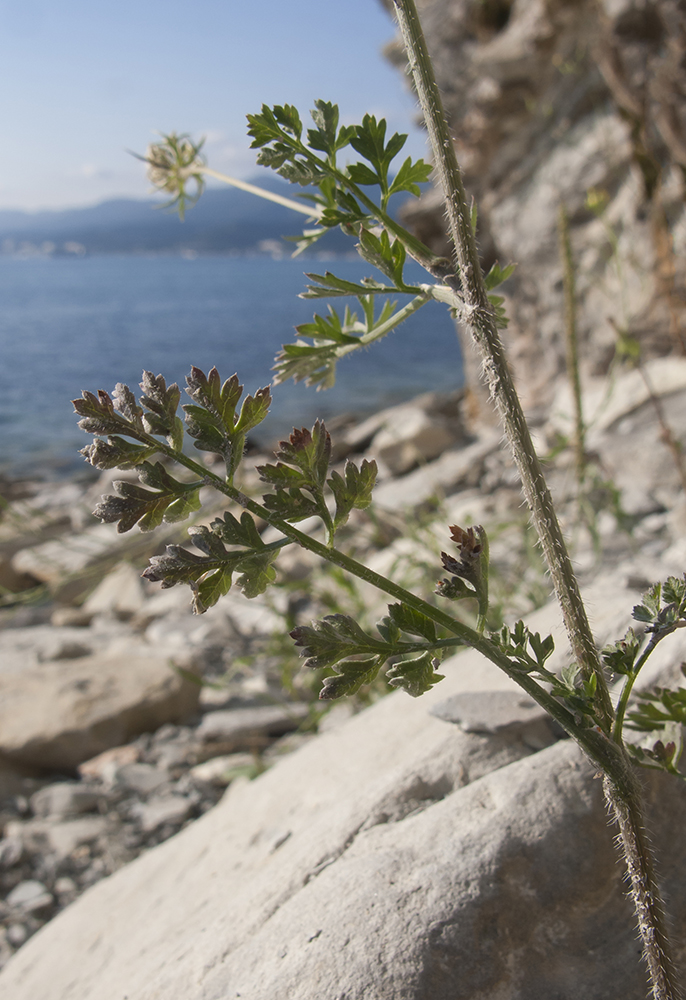 Image of Daucus carota specimen.