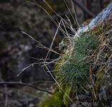 Dianthus acicularis