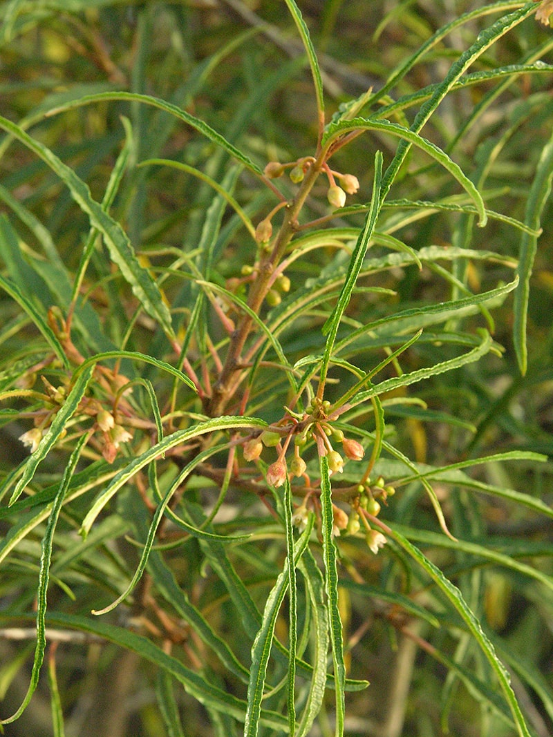 Image of Frangula alnus specimen.