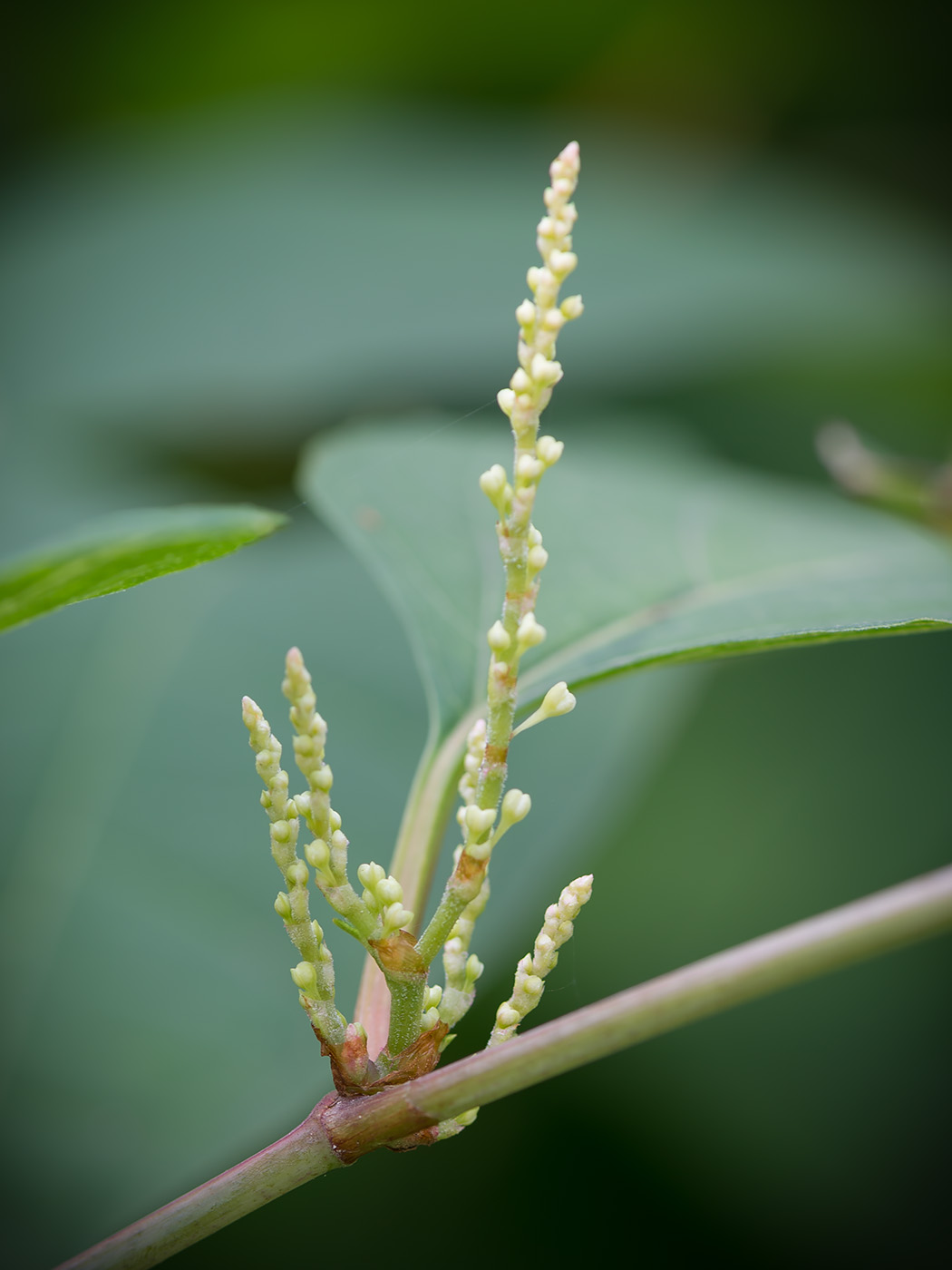 Изображение особи Reynoutria japonica.