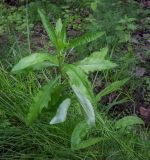 Cirsium setosum