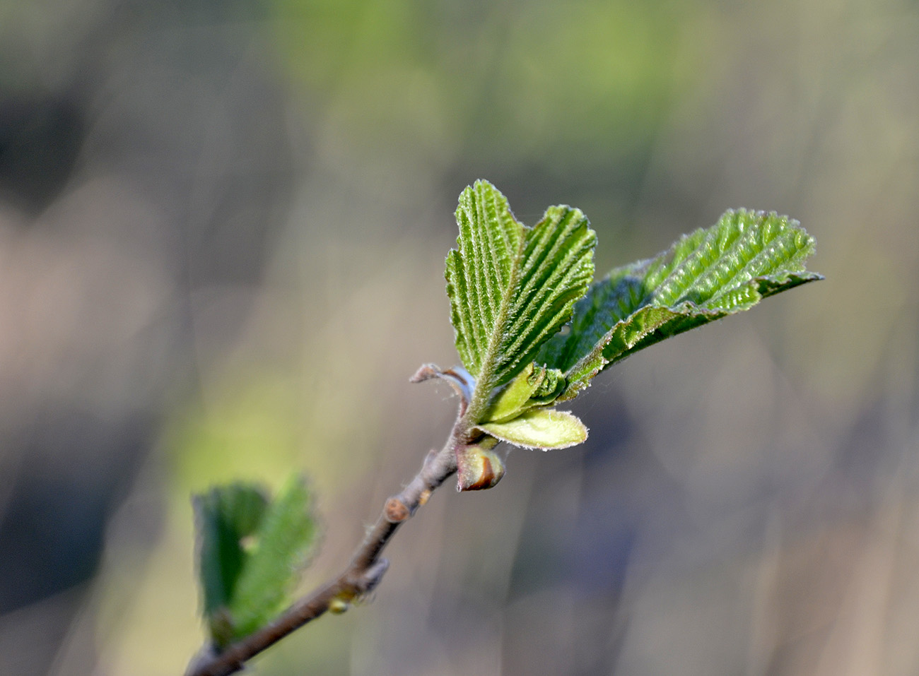 Изображение особи Alnus glutinosa.