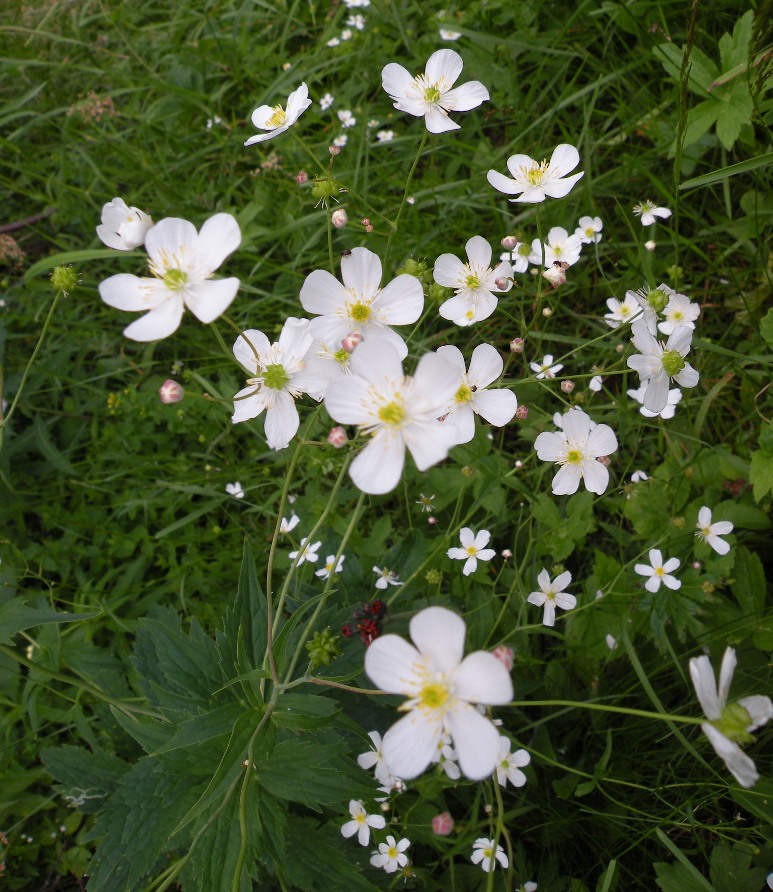 Изображение особи Ranunculus platanifolius.