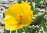 Glaucium flavum. Цветок. Краснодарский край, Анапский р-н, мыс Большой Утриш, остров Утриш, каменисто-галечный пляж. 17.05.2019.