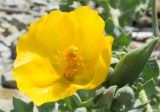 Glaucium flavum. Цветок. Краснодарский край, Анапский р-н, мыс Большой Утриш, остров Утриш, каменисто-галечный пляж. 17.05.2019.