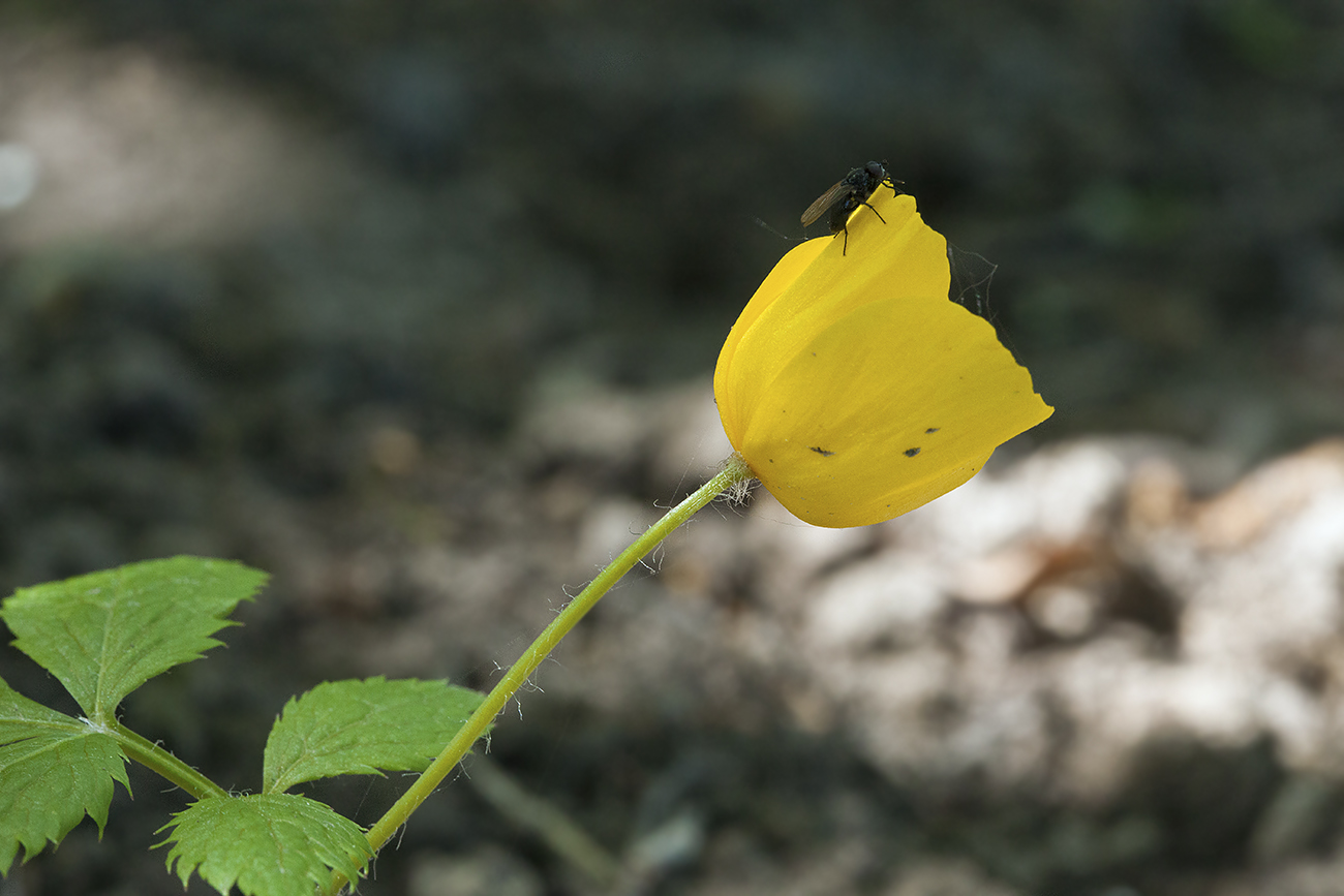 Image of Hylomecon vernalis specimen.