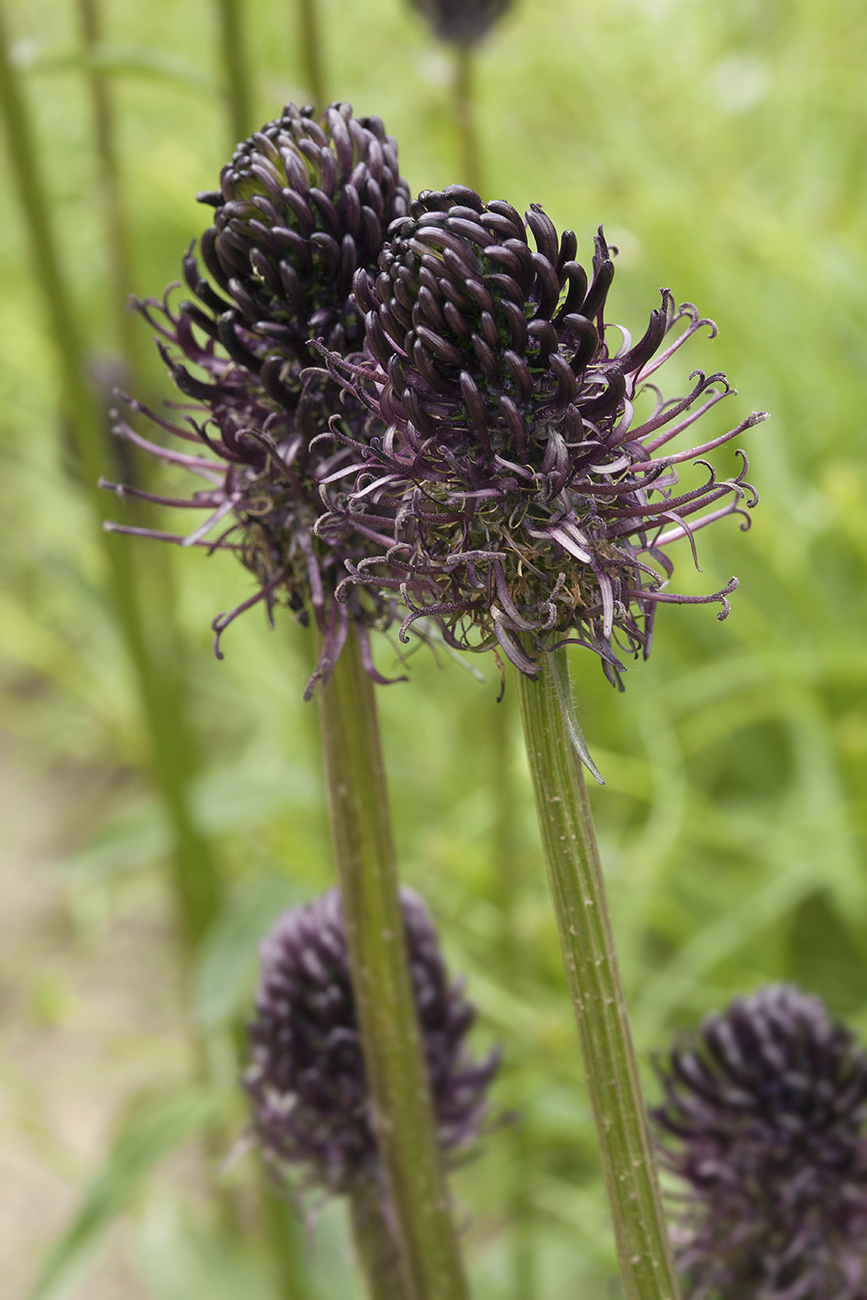 Изображение особи Phyteuma vagneri.