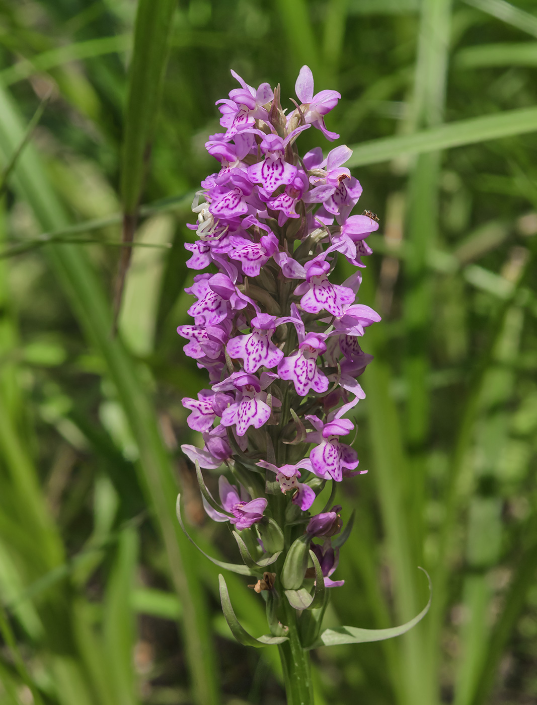 Image of Dactylorhiza baltica specimen.