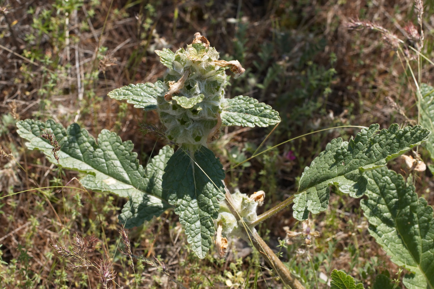 Изображение особи Phlomoides speciosa.