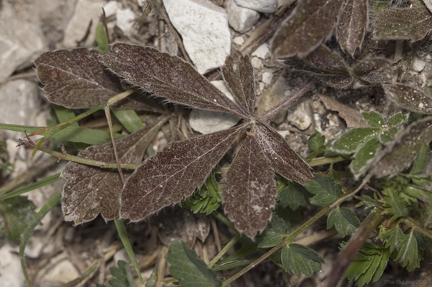 Изображение особи род Potentilla.