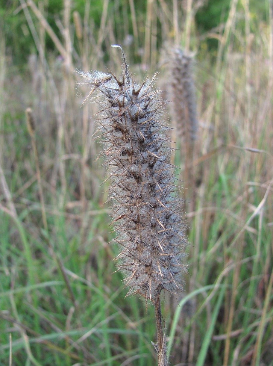 Изображение особи Trifolium angustifolium.