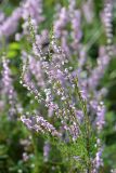 Calluna vulgaris. Веточка с цветками. Ленинградская обл., Лужский р-н, г. Луга, окр. пересечения Старорусской ул. и Железнодорожной ул., сосновый лес, на песчаной почве. 15.08.2019.