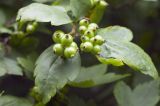 Ribes komarovii