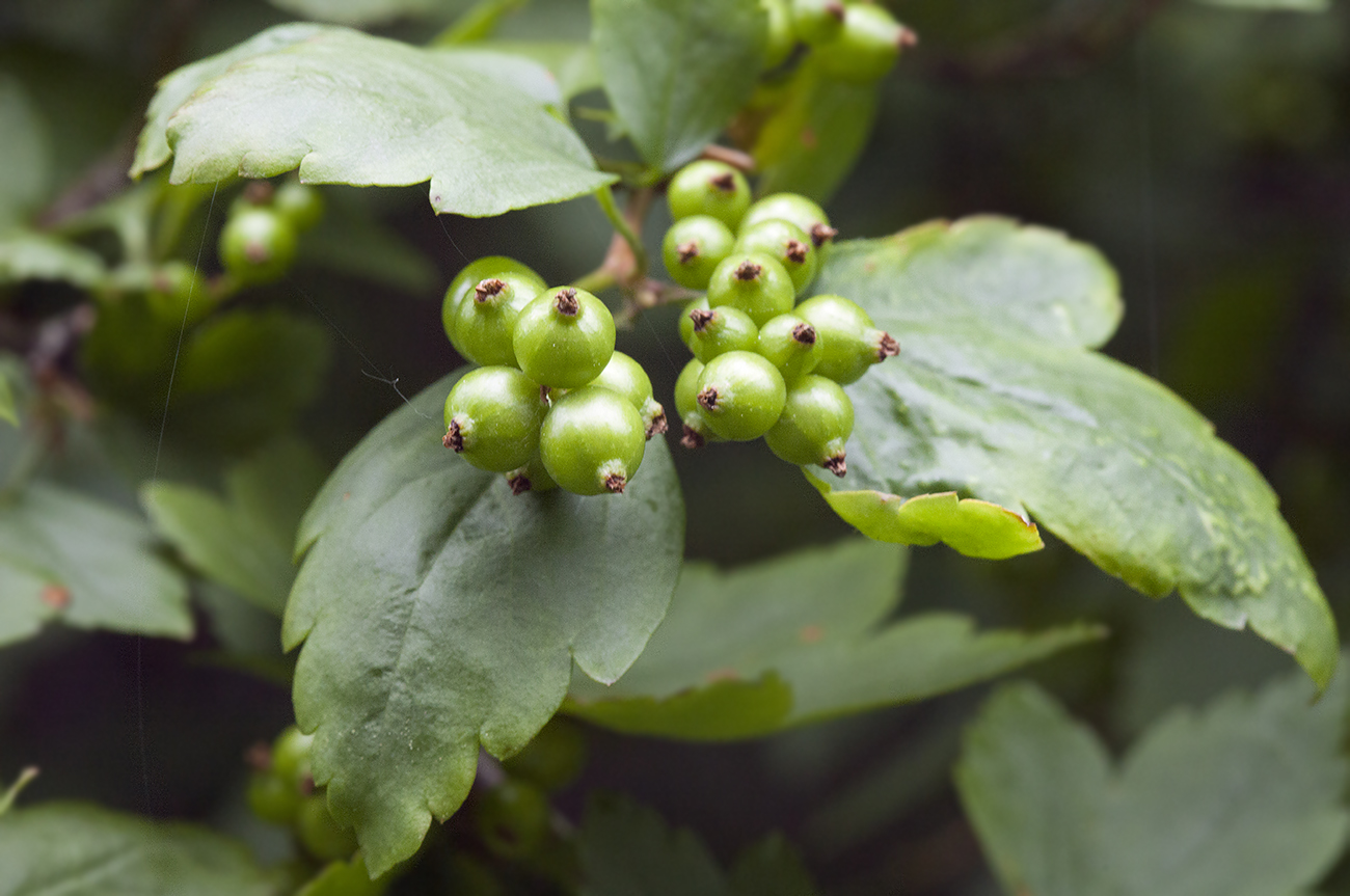 Image of Ribes komarovii specimen.