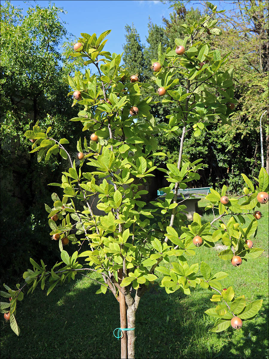 Изображение особи Mespilus germanica.