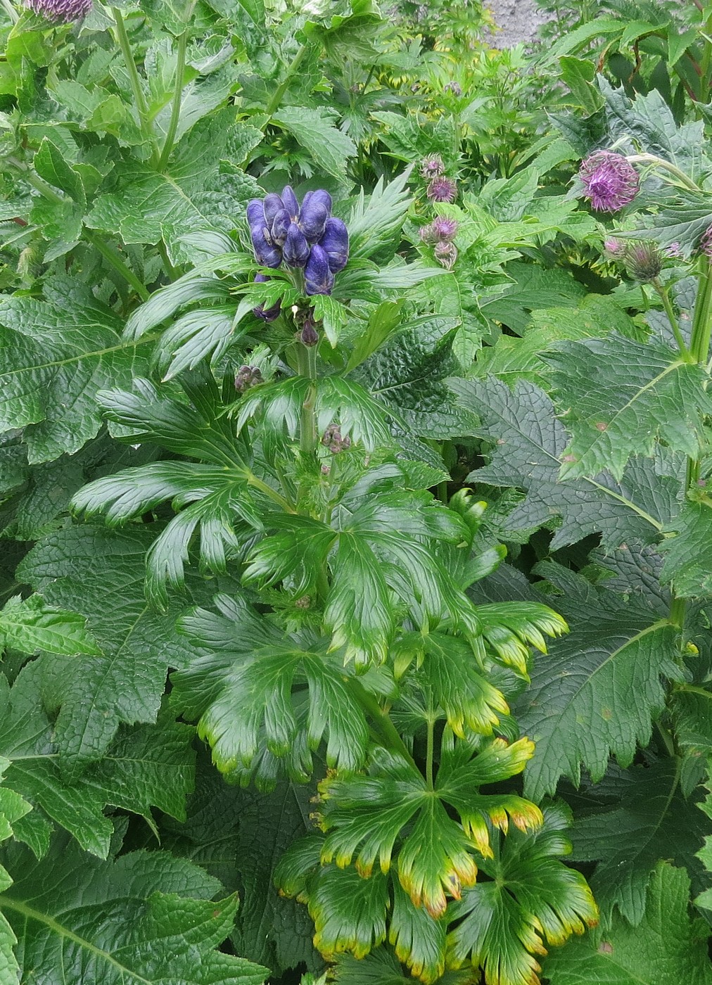 Image of Aconitum maximum specimen.