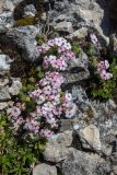 Androsace barbulata. Цветущие растения. Краснодарский край, Мостовский р-н, с.-в. склон горы Малый Тхач, субальпийский пояс, среди камней. 12.06.2019.