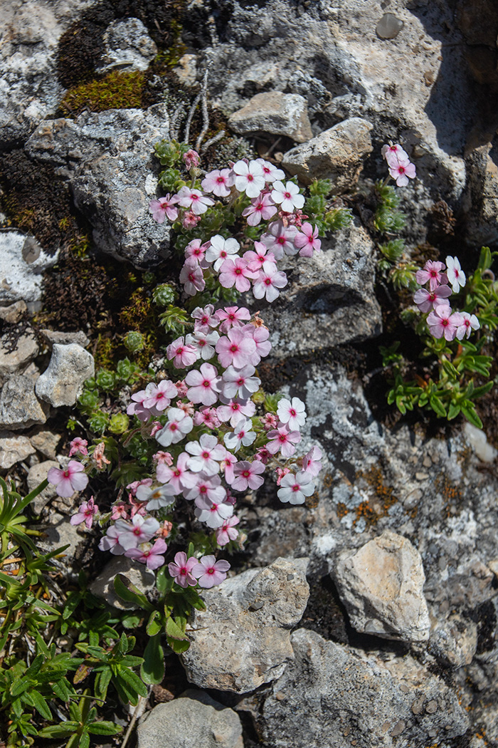 Image of Androsace barbulata specimen.