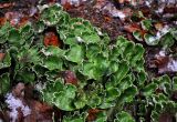 Peltigera aphthosa. Талломы на почве. Ленинградская обл., окр. г. Выборг, Беличьи скалы, смешанный лес. 03.11.2019.