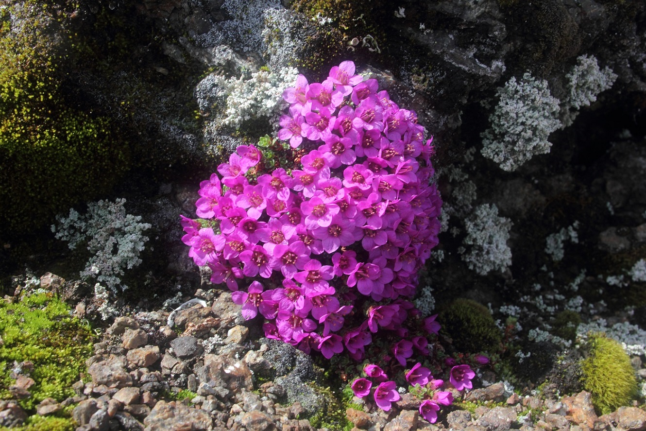 Изображение особи Saxifraga asiatica.