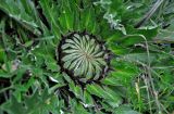 Carlina acanthifolia подвид utzka. Центральная часть розетки листьев с нераскрывшимся соцветием. Сербия, национальный парк Тара, плоскогорье Равна Тара, луг. 09.07.2019.