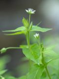 Myosoton aquaticum