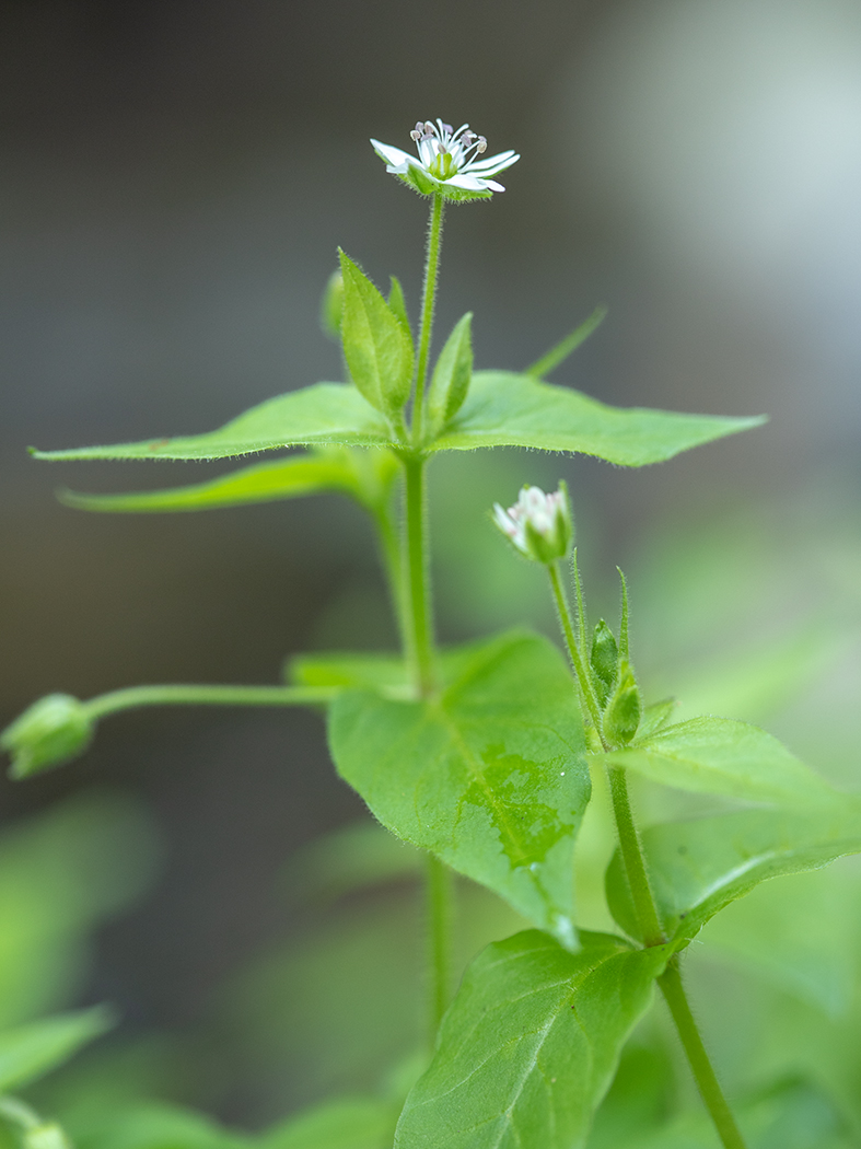 Изображение особи Myosoton aquaticum.