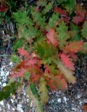 Quercus petraea. Верхушка побега с листьями в осенней окраске и мучнистой росе(?). Крым, г. о. Ялта, южный склон горы Ай-Петри, Тарахташская тропа, опушка широколиственного леса. 30.09.2019.