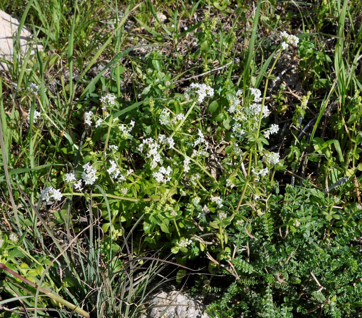 Изображение особи Galium pisiferum.