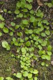 Hydrangea petiolaris