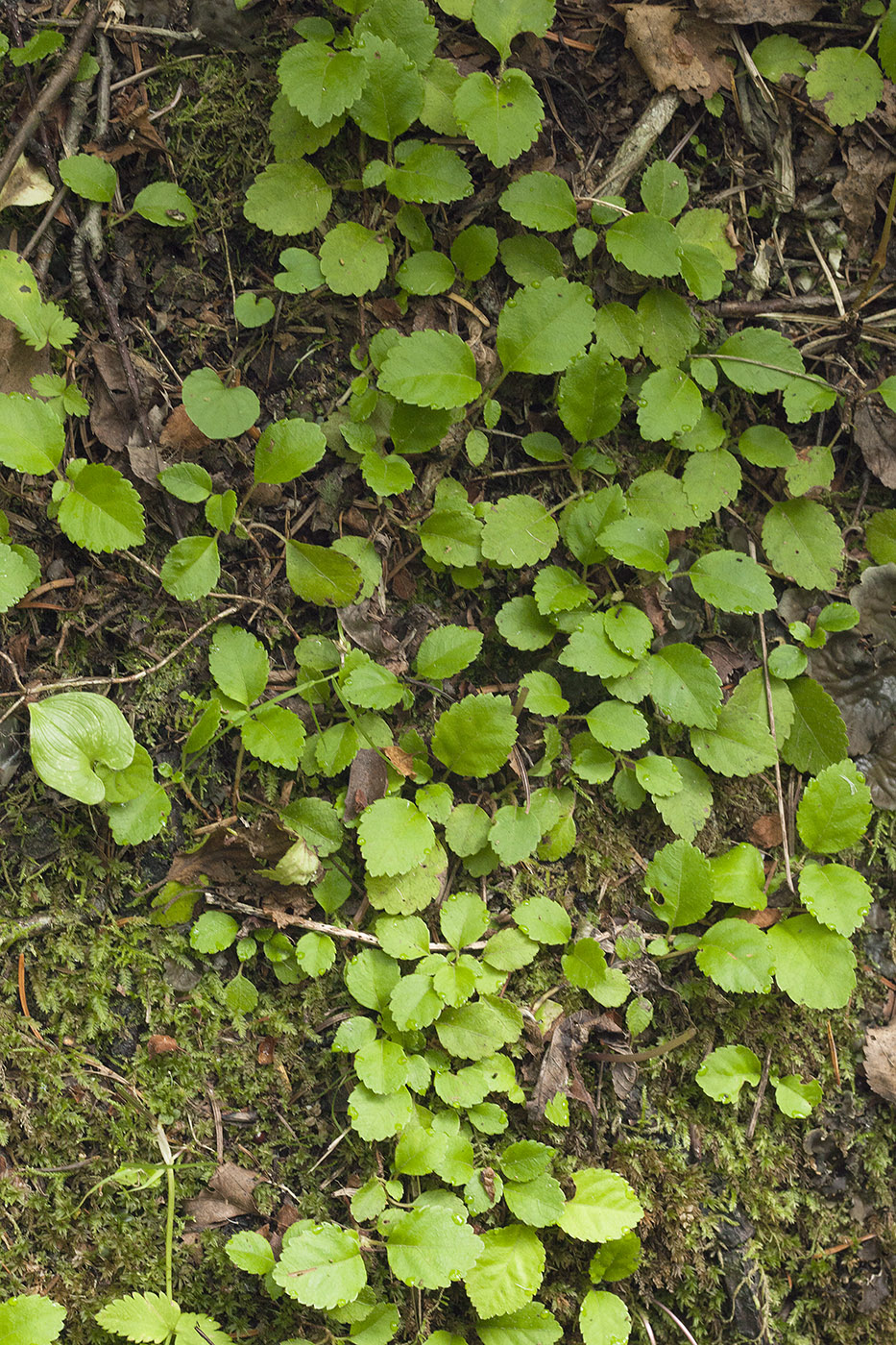 Изображение особи Hydrangea petiolaris.