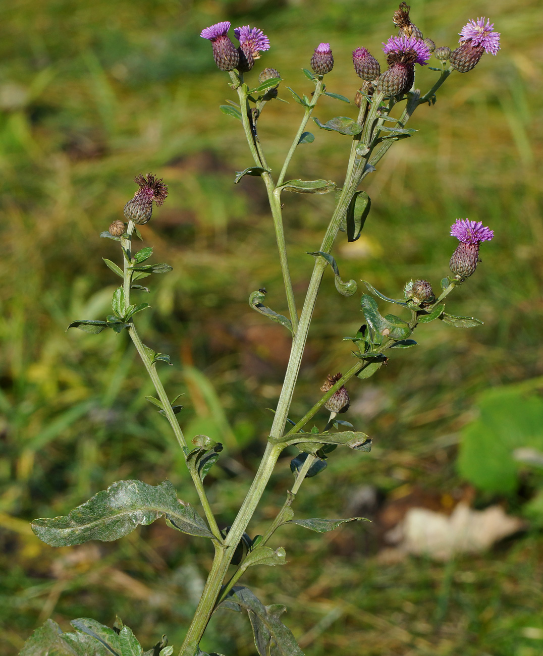 Изображение особи Cirsium setosum.