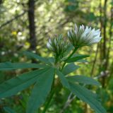 Trifolium spryginii. Верхушка цветущего растения. Свердловская обл., окр. г. Североуральск, долина р. Оленья, еловый лес. 29.06.2010.