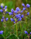 Dracocephalum ruyschiana. Верхушка побега с соцветием. Алтай, Онгудайский р-н, низовья р. Урсул, ≈ 600 м н.у.м., луг. 10.06.2019.