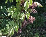 Sambucus nigra