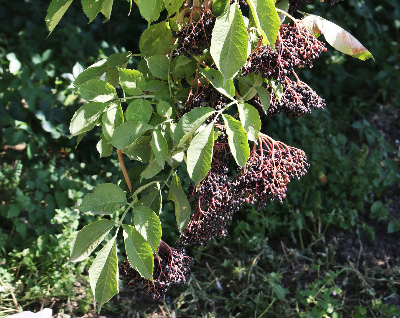 Image of Sambucus nigra specimen.