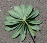 Lupinus &times; regalis
