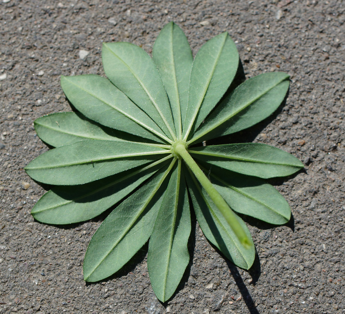 Image of Lupinus &times; regalis specimen.