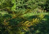 род Taxus