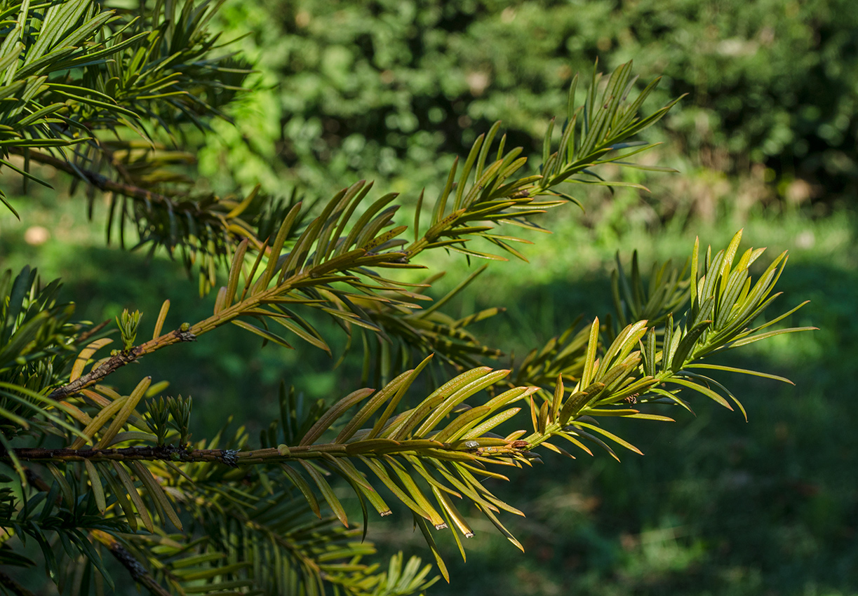 Image of genus Taxus specimen.