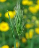 Bromus scoparius