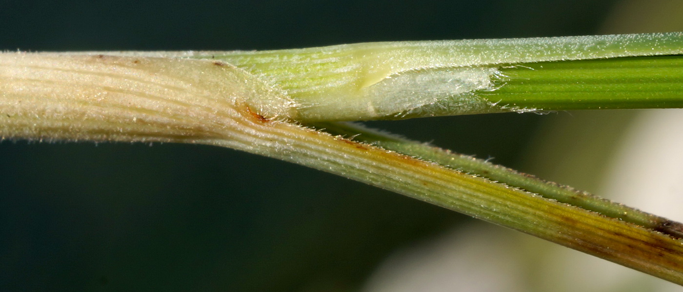 Image of Stipa lithophila specimen.