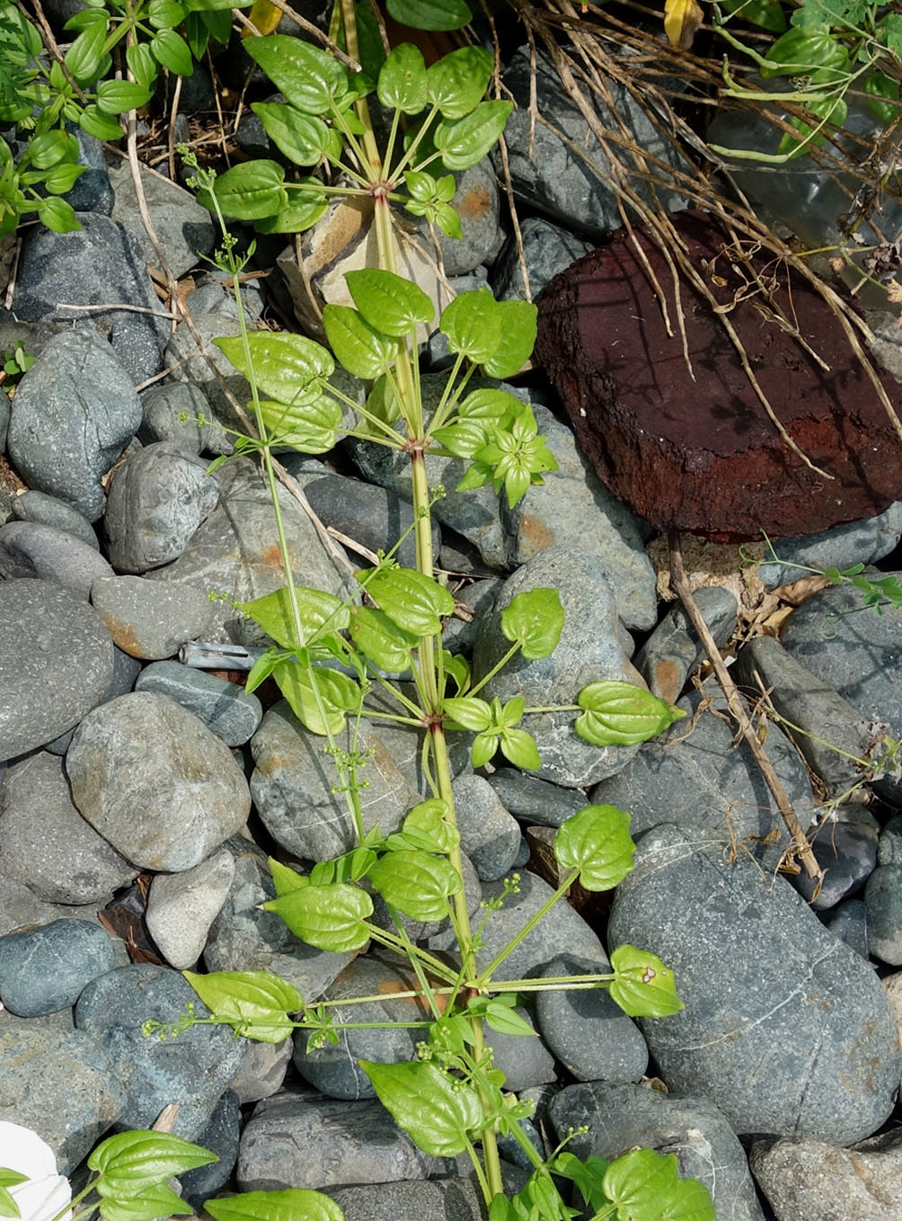 Image of Rubia cordifolia specimen.