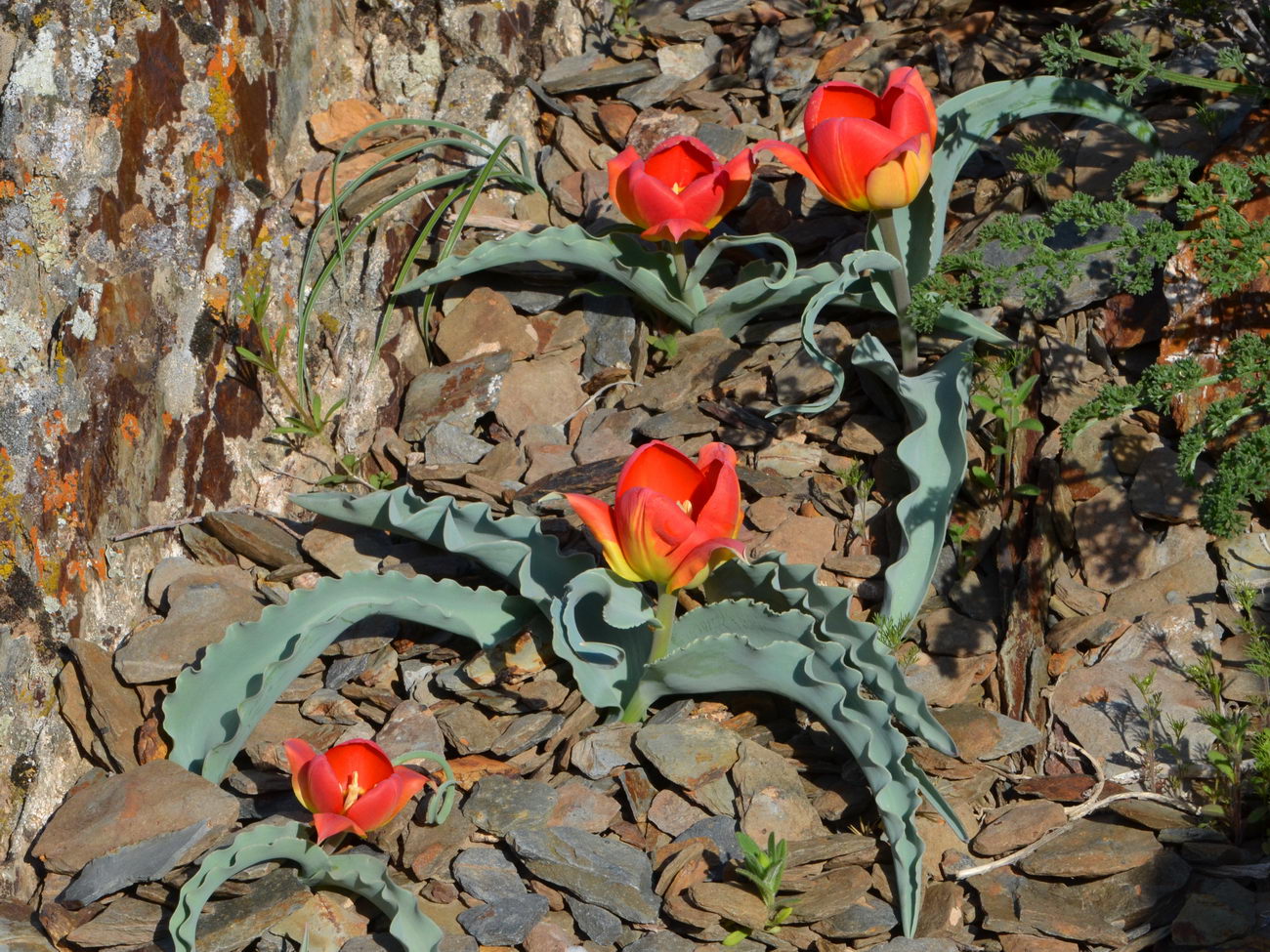 Изображение особи Tulipa alberti.