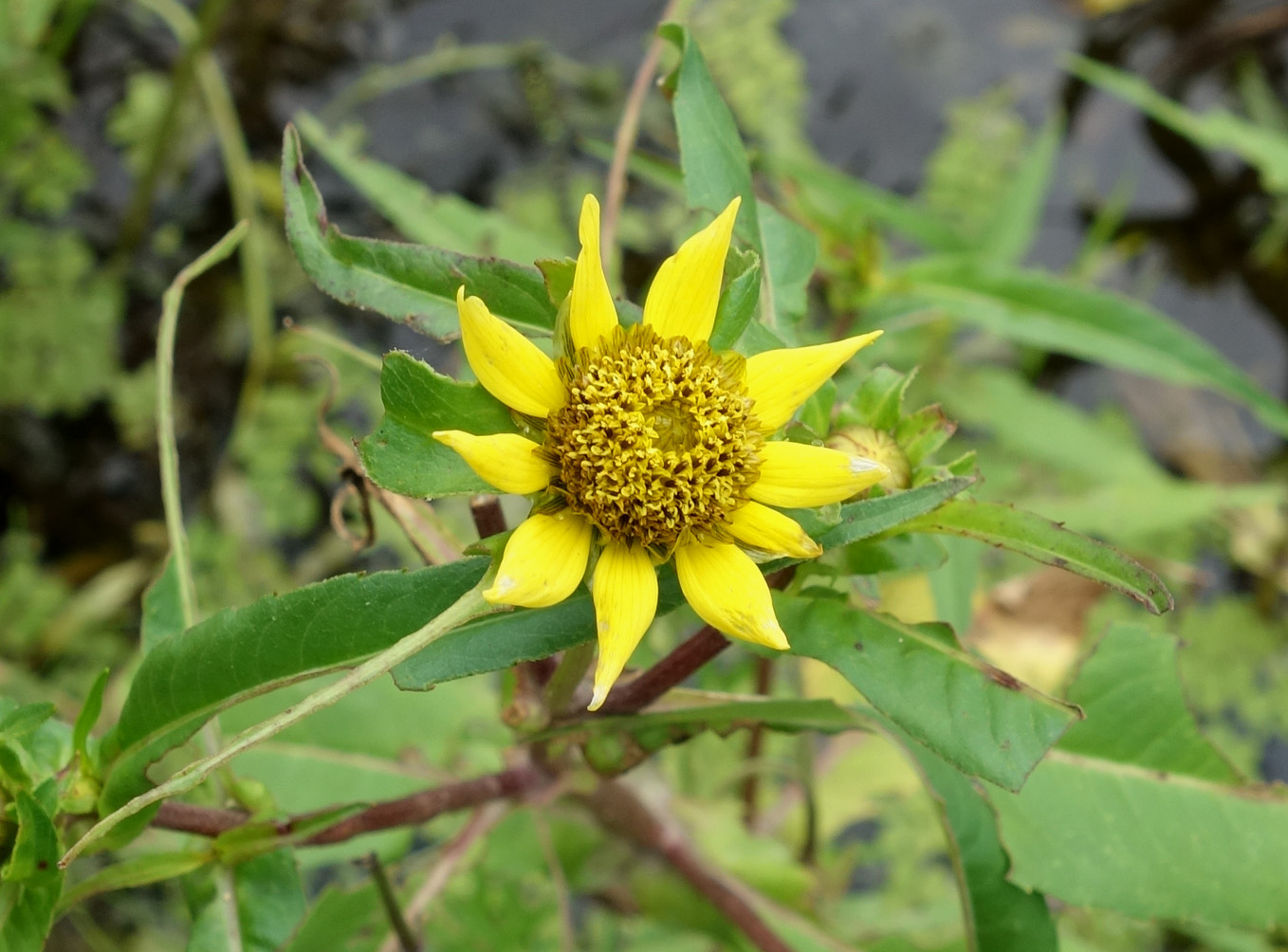 Image of Bidens cernua var. radiata specimen.