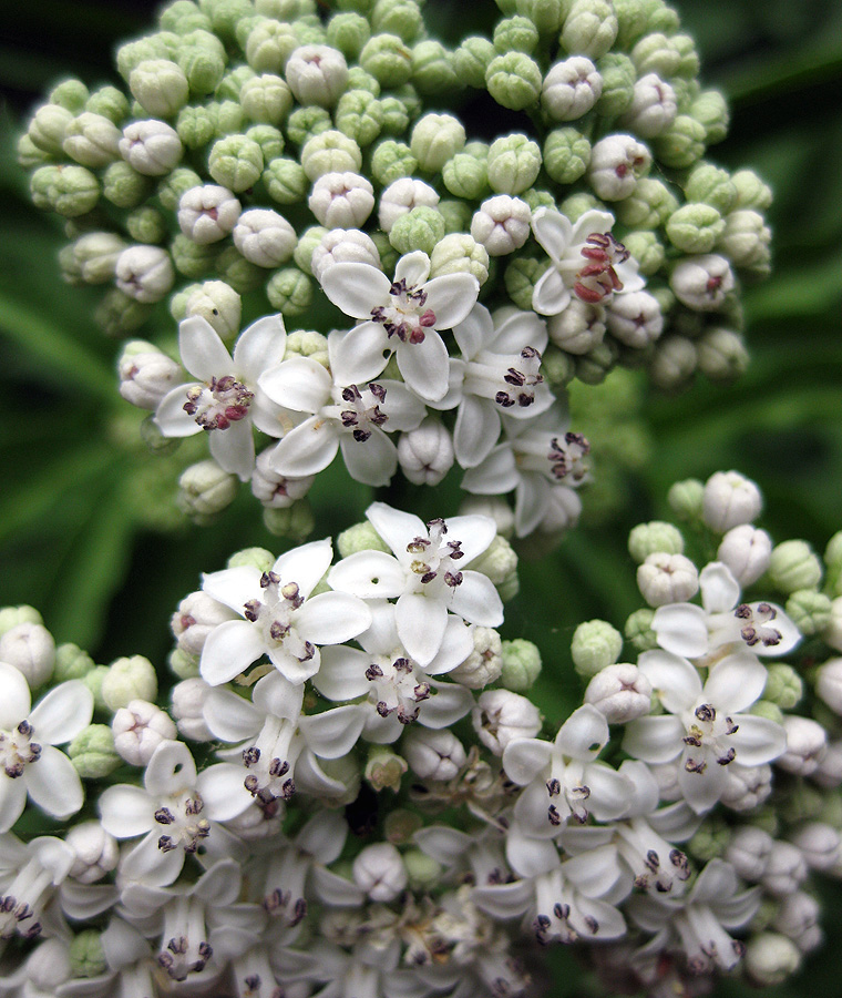 Изображение особи Sambucus ebulus.